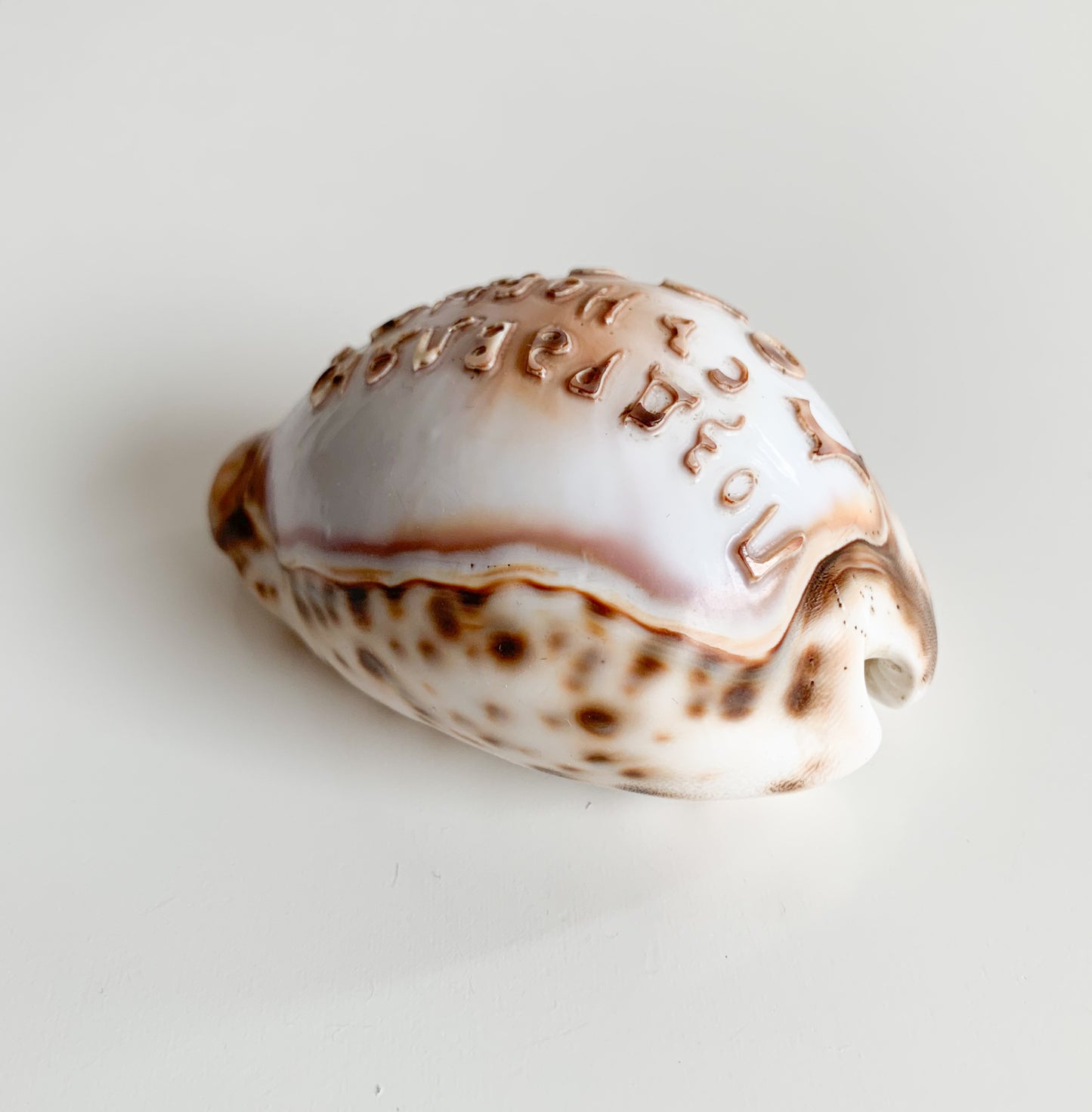Antique Cowrie Shell | Russian New Year Inscription, circa 1900s