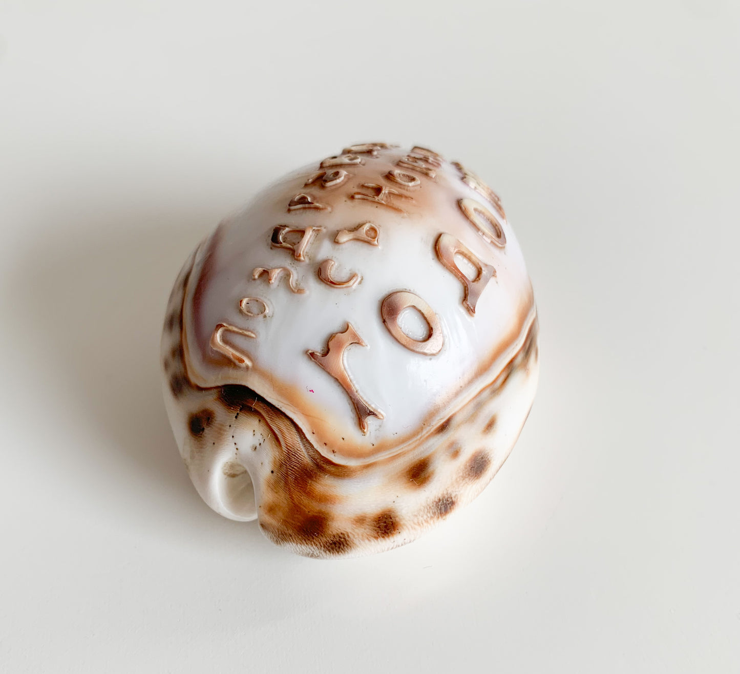 Antique Cowrie Shell | Russian New Year Inscription, circa 1900s