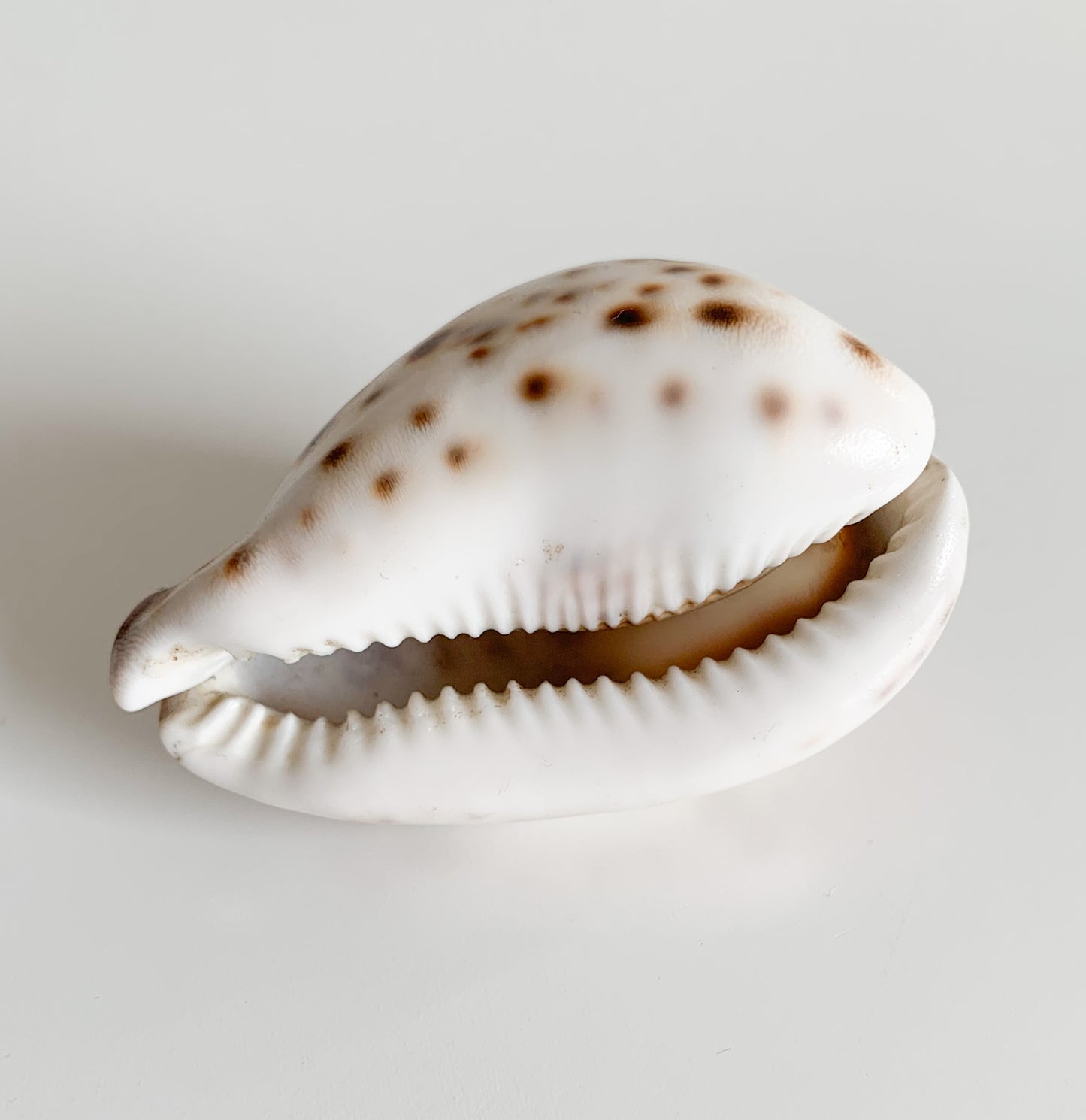Antique Cowrie Shell | Russian New Year Inscription, circa 1900s