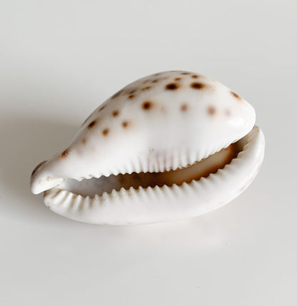 Antique Cowrie Shell | Russian New Year Inscription, circa 1900s