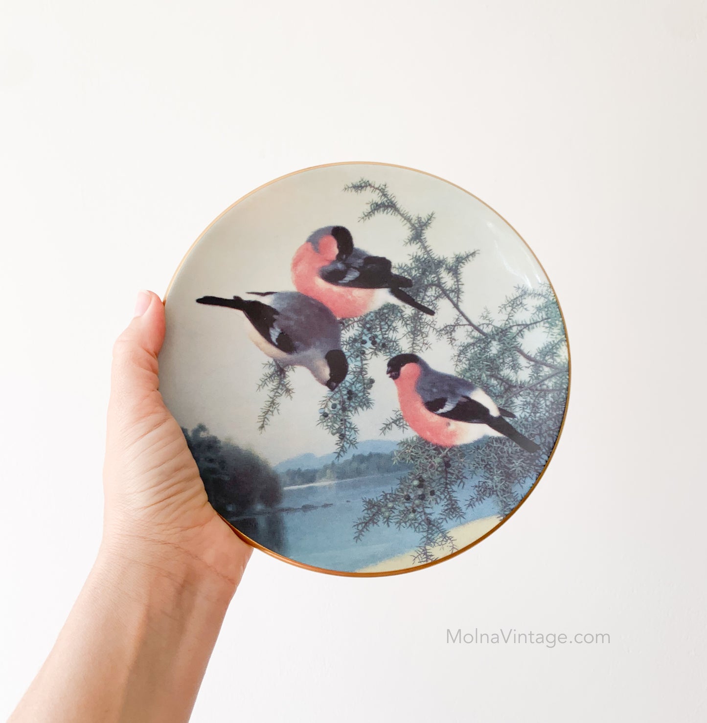 Arabia Bullfinces in Juniper plate | von Wright