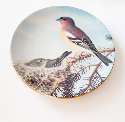 Arabia Chaffinch pair on the nest plate | von Wright