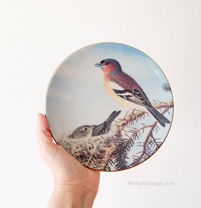 Arabia Chaffinch pair on the nest plate | von Wright