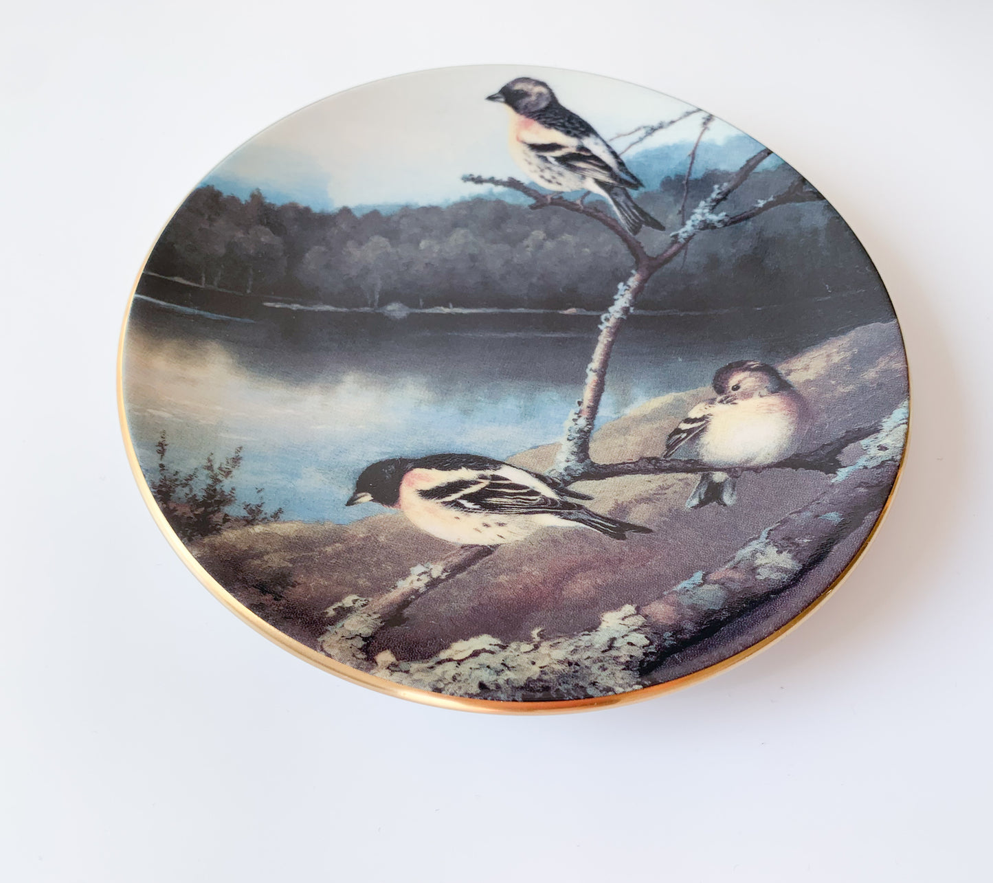 Arabia Finches plate | von Wright