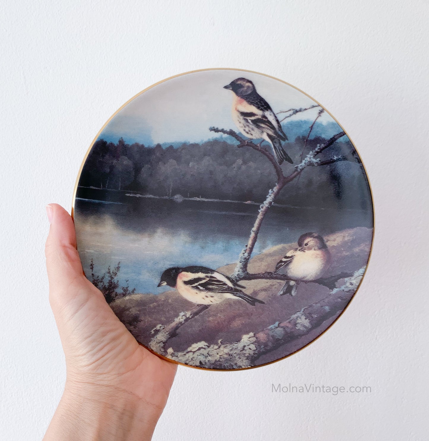 Arabia Finches plate | von Wright